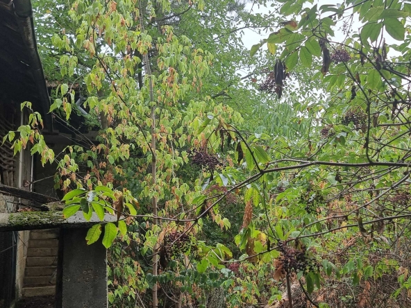 Къща в с. Дряновец, Област Разград - 50 кв.м за 255 €/кв.м - Снимка #1