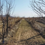 Земеделски имот в с. Цалапица, Област Пловдив -  кв.м за 3060 €/дка - Снимка #1