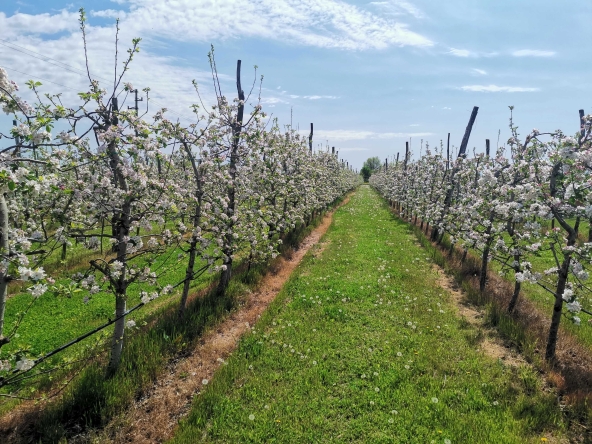 Земеделски имот в с. Могила, Област Стара Загора -  кв.м за 2881 €/дка - Снимка #1