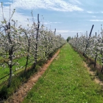 Земеделски имот в с. Могила, Област Стара Загора -  кв.м за 2881 €/дка - Снимка #1