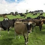 Промишлена сграда в Елхово - 20000 кв.м за 5 €/кв.м - Снимка #1