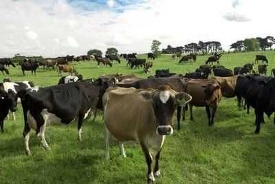 Промишлена сграда в Елхово - 20000 кв.м за 5 €/кв.м - Снимка #1