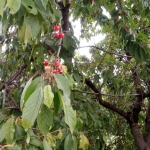 Парцел в с. Горно вършило, Област Пазарджик - 866 кв.м за 21 €/кв.м - Снимка #1