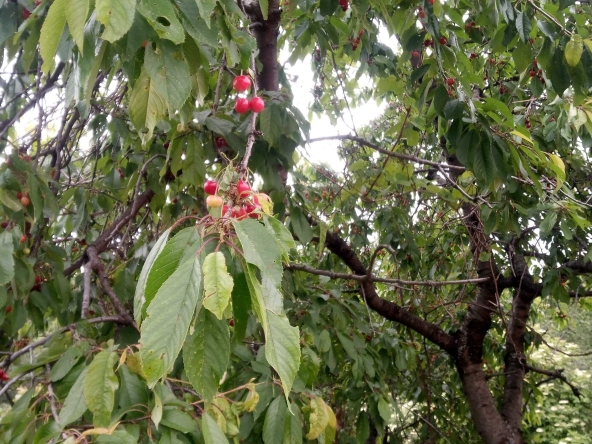 Парцел в с. Горно вършило, Област Пазарджик - 866 кв.м за 21 €/кв.м - Снимка #1