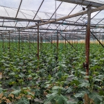 Земеделски имот в с. Първомай, Област Благоевград -  кв.м за 18400 €/дка - Снимка #1