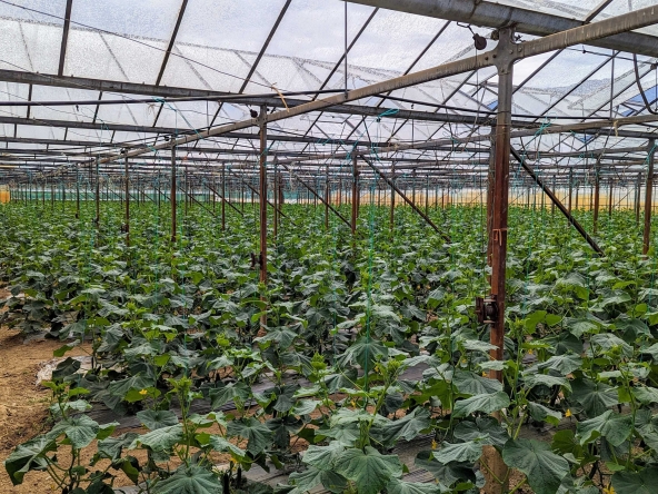 Земеделски имот в с. Първомай, Област Благоевград -  кв.м за 18400 €/дка - Снимка #1