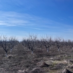 Земеделски имот в с. Мало Конаре, Област Пазарджик -  кв.м за 2652 €/дка - Снимка #1