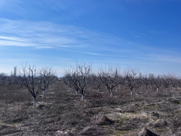 Земеделски имот в с. Мало Конаре, Област Пазарджик -  кв.м за 2652 €/дка - Снимка #1