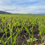 Земеделски имот в Варна, Автогара -  кв.м за 1071 €/дка - Снимка #1