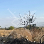 Парцел в с. Браниполе, Област Пловдив - 8000 кв.м за 45 €/кв.м - Снимка #1