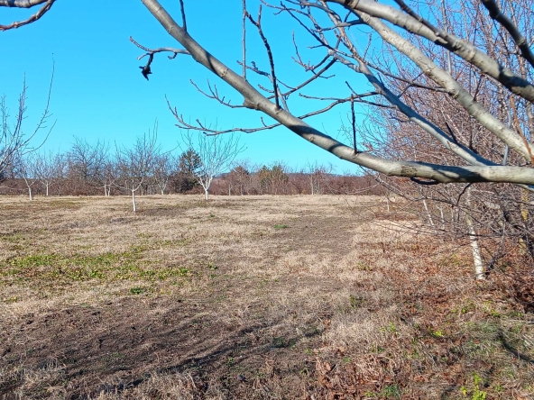 Земеделски имот в Търговище, Център -  кв.м за 1403 €/дка - Снимка #1