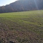 Земеделски имот в Варна, Базар Левски -  кв.м за 1275 €/дка - Снимка #1