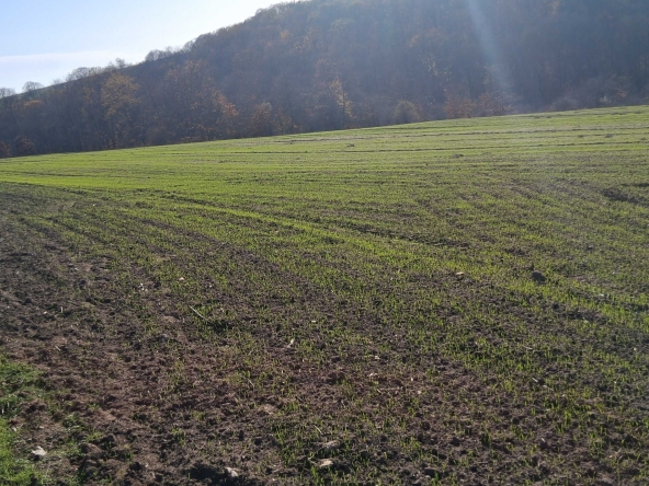 Земеделски имот в Варна, Базар Левски -  кв.м за 1275 €/дка - Снимка #1