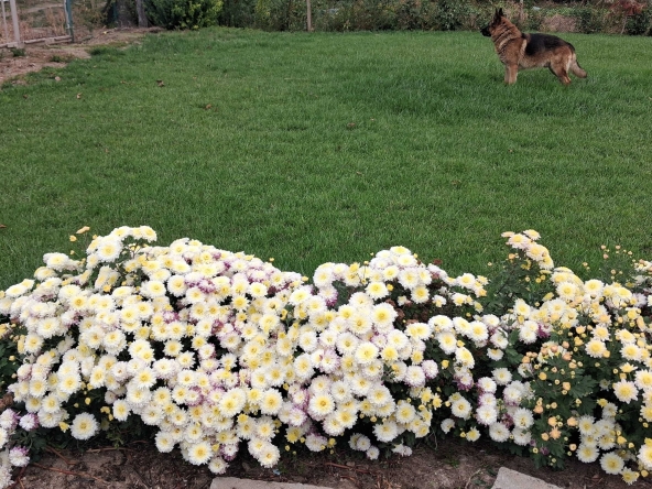 Парцел в Видин, Акджамия - 1200 кв.м за 9 €/кв.м - Снимка #1