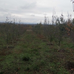 Земеделски имот в Горна Оряховица -  кв.м за 5100 €/дка - Снимка #1