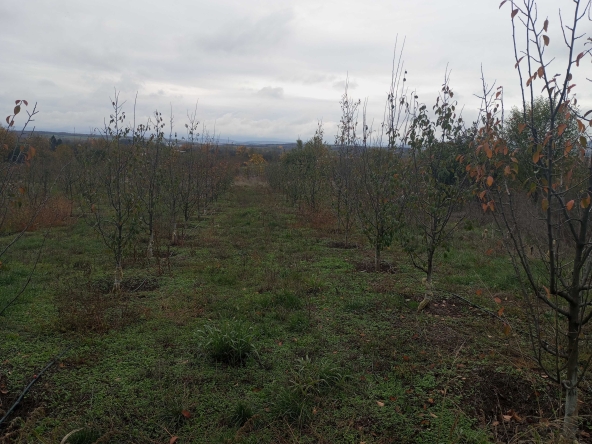 Земеделски имот в Горна Оряховица -  кв.м за 5100 €/дка - Снимка #1