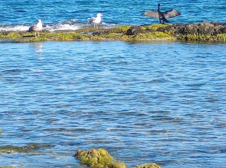 Двустаен апартамент в Димитровград - 48 кв.м за 1137 €/кв.м - Снимка #1