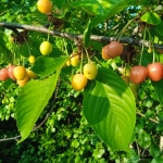 Къща в Видин, Акджамия - 56 кв.м за 1822 €/кв.м - Снимка #1