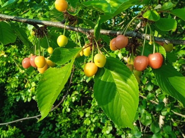 Къща в Видин, Акджамия - 56 кв.м за 1822 €/кв.м - Снимка #1