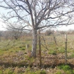 Парцел в с. Черничево, Област Пловдив - 660 кв.м за 11 €/кв.м - Снимка #1