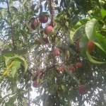 Парцел в с. Калековец, Област Пловдив - 9000 кв.м за 7 €/кв.м - Снимка #1