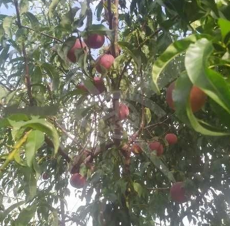 Парцел в с. Калековец, Област Пловдив - 9000 кв.м за 7 €/кв.м - Снимка #1