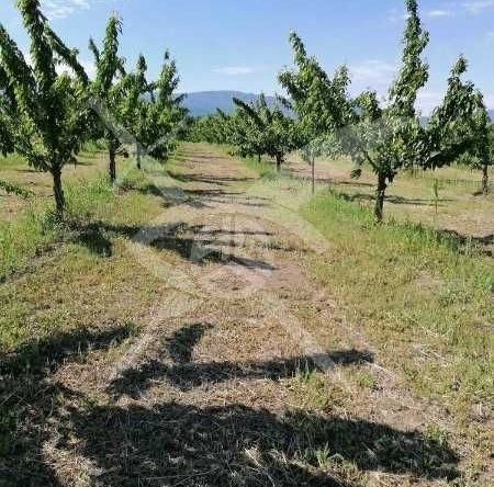 Парцел в с. Йоаким Груево, Област Пловдив - 23000 кв.м за 3 €/кв.м - Снимка #1