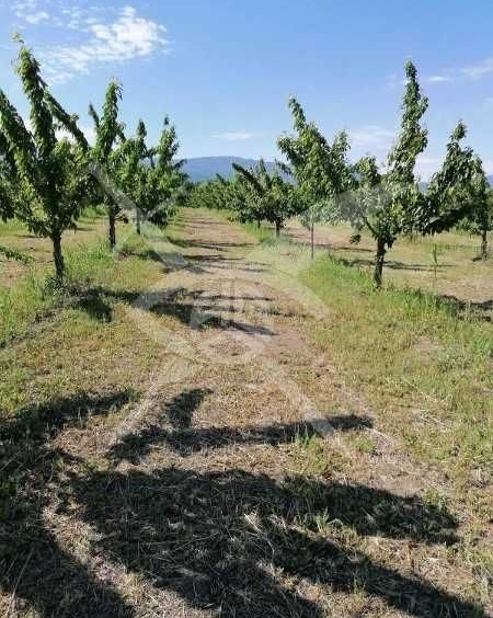 Парцел в с. Йоаким Груево, Област Пловдив - 23000 кв.м за 3 €/кв.м - Снимка #1