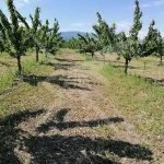 Парцел в с. Йоаким Груево, Област Пловдив - 2179 кв.м за 23 €/кв.м - Снимка #1