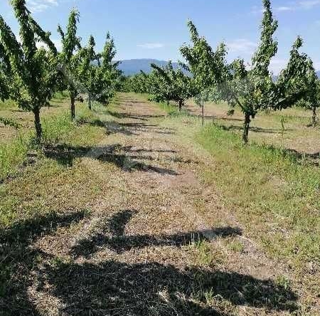 Парцел в с. Йоаким Груево, Област Пловдив - 2179 кв.м за 23 €/кв.м - Снимка #1