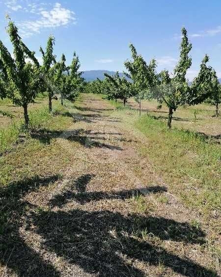 Парцел в с. Йоаким Груево, Област Пловдив - 2179 кв.м за 23 €/кв.м - Снимка #1