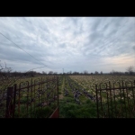 Парцел в с. Капитановци, Област Видин - 2500 кв.м за 5 €/кв.м - Снимка #1