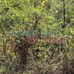 Парцел в Варна, м-т Сотира - 1000 кв.м за 60 €/кв.м - Снимка #1