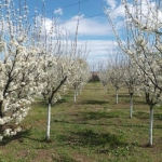 Къща в с. Асеновци, Област Плевен - 60 кв.м за 192 €/кв.м - Снимка #1