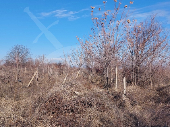 Парцел в с. Брестник, Област Пловдив - 6600 кв.м за 11 €/кв.м - Снимка #1