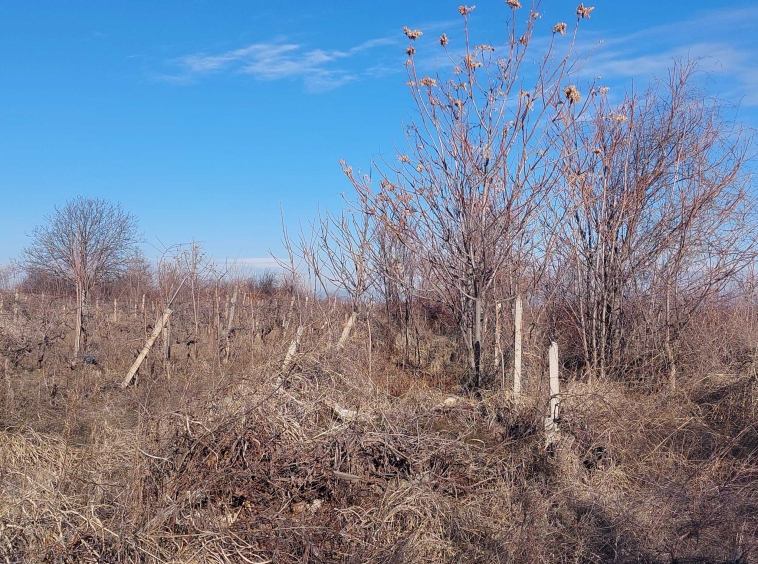 Парцел в с. Брестник, Област Пловдив - 6600 кв.м за 20 €/кв.м - Снимка #1