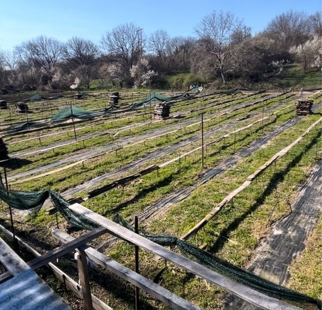 Парцел в Ловеч, Широк център - 3000 кв.м за 11 €/кв.м - Снимка #1