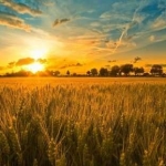 Парцел в с. Гурмазово, Област София-област - 10000 кв.м за 51 €/кв.м - Снимка #1