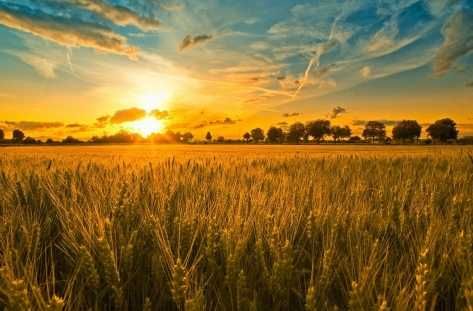 Парцел в с. Гурмазово, Област София-област - 10000 кв.м за 51 €/кв.м - Снимка #1