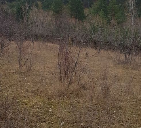 Парцел в Сапарева баня - 1900 кв.м за 27 €/кв.м - Снимка #1