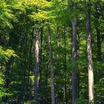 Земеделски имот в с. Черни Осъм, Област Ловеч -  кв.м за 306 €/дка - Снимка #1