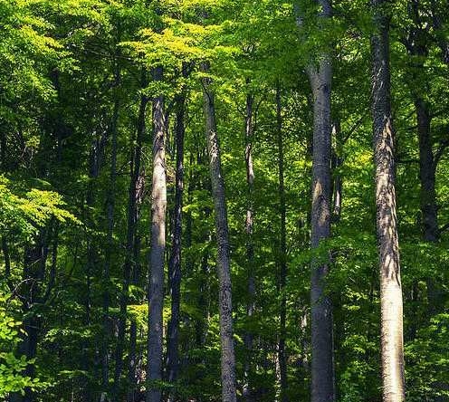 Земеделски имот в с. Черни Осъм, Област Ловеч -  кв.м за 306 €/дка - Снимка #1