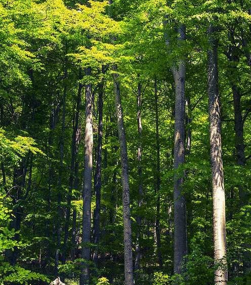 Земеделски имот в с. Черни Осъм, Област Ловеч -  кв.м за 306 €/дка - Снимка #1