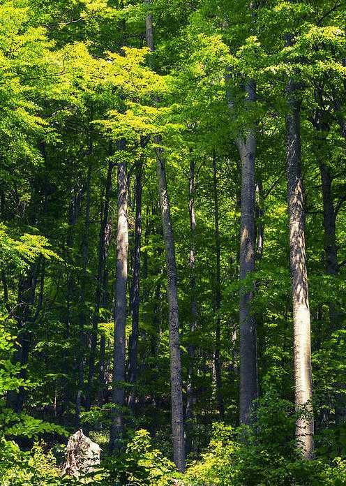 Земеделски имот в с. Черни Осъм, Област Ловеч -  кв.м за 306 €/дка - Снимка #1