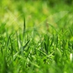 Парцел в с. Цалапица, Област Пловдив - 5399 кв.м за 1 €/кв.м - Снимка #1