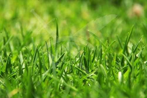 Парцел в с. Цалапица, Област Пловдив - 5399 кв.м за 1 €/кв.м - Снимка #1