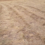 Парцел в с. Брестовец, Област Плевен - 1653 кв.м за 8 €/кв.м - Снимка #1