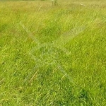 Парцел в с. Радиново, Област Пловдив - 30000 кв.м за 70 €/кв.м - Снимка #1