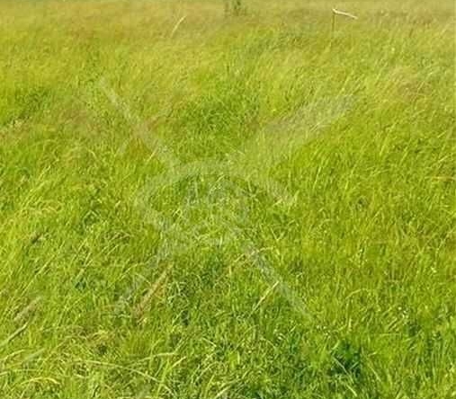 Парцел в с. Радиново, Област Пловдив - 30000 кв.м за 70 €/кв.м - Снимка #1