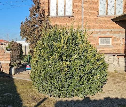 Къща в Раковски - 200 кв.м за 490 €/кв.м - Снимка #1